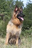 BERGER ALLEMAND 169